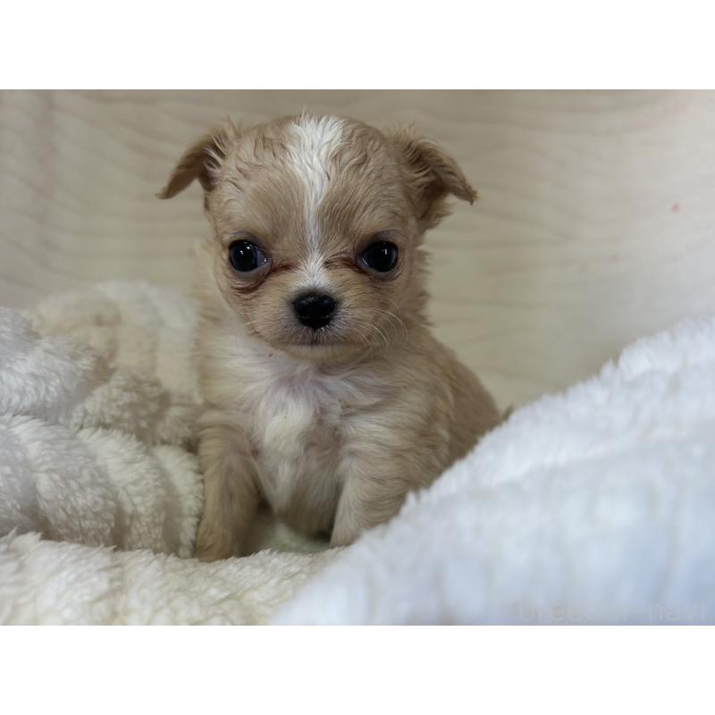 販売中の京都府のチワワ(ロングコート)-432796の4枚目