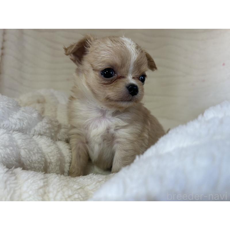 販売中の京都府のチワワ(ロングコート)-432796の5枚目