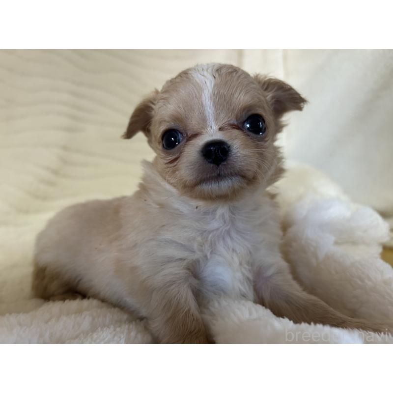 販売中の京都府のチワワ(ロングコート)-432796の3枚目