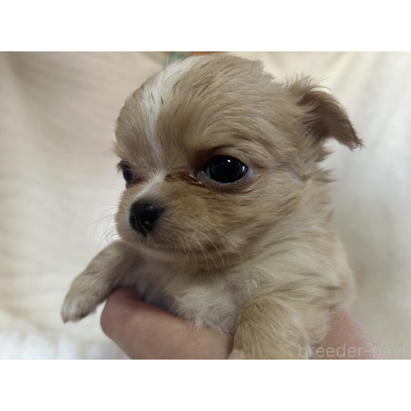 販売中の京都府のチワワ(ロングコート)-432796の2枚目