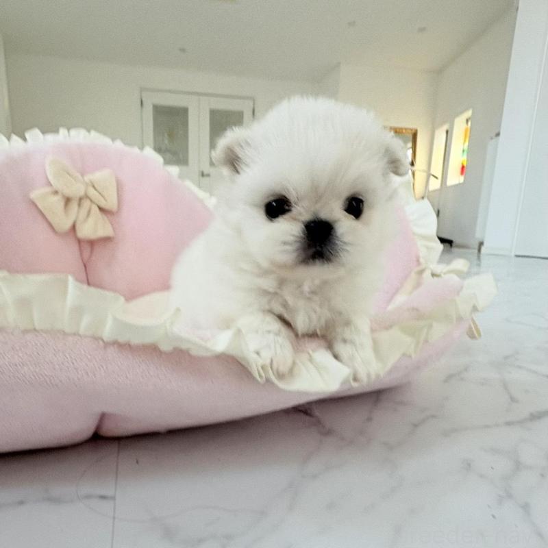 販売中の愛知県のミックス犬-432797の1枚目