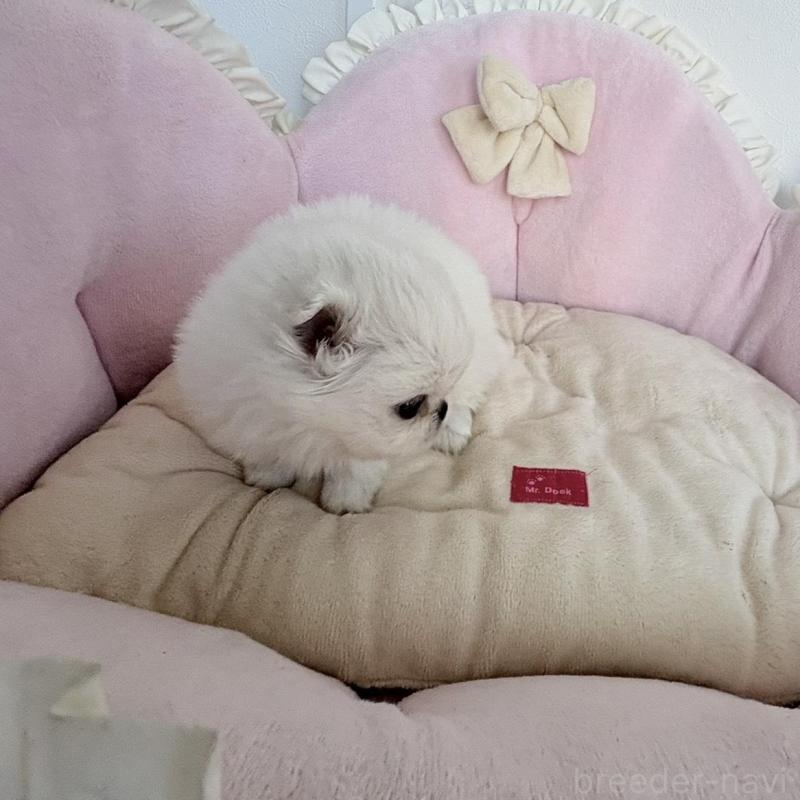 販売中の愛知県のミックス犬-432797の15枚目