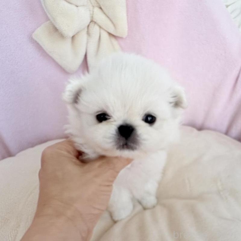 販売中の愛知県のミックス犬-432797の14枚目