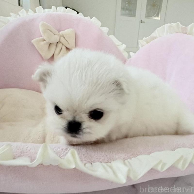 販売中の愛知県のミックス犬-432797の13枚目