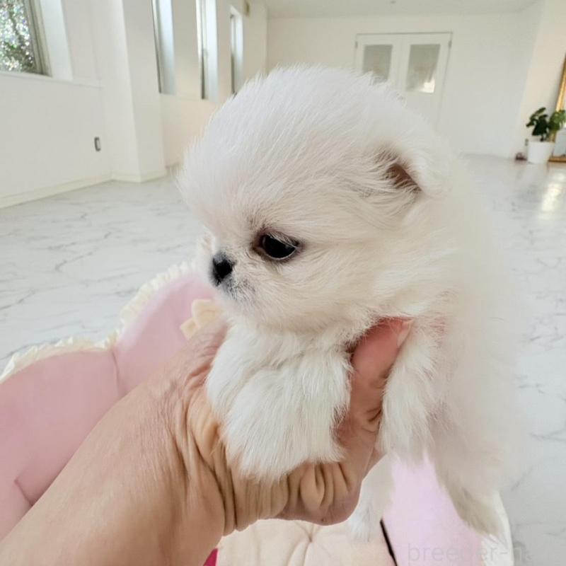 販売中の愛知県のミックス犬-432797の12枚目