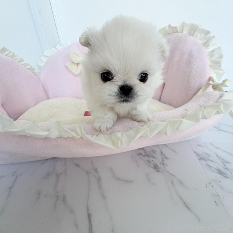 販売中の愛知県のミックス犬-432797の11枚目