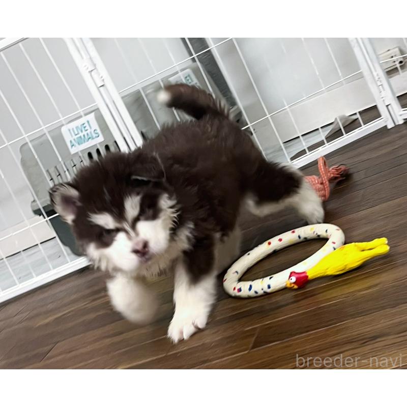 販売中の東京都のアラスカンマラミュート-430943の8枚目