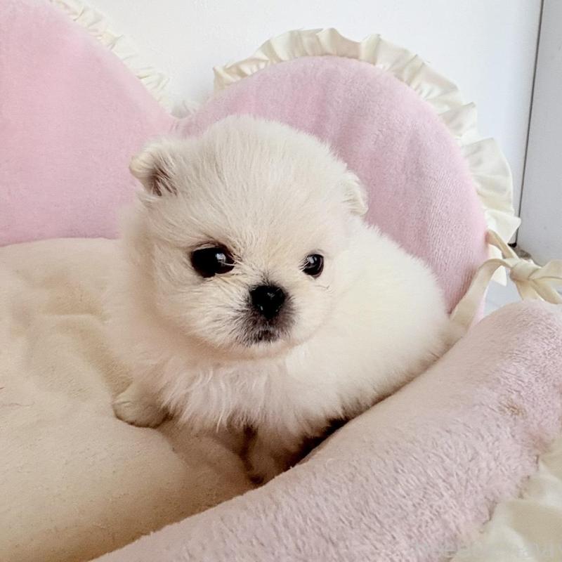 販売中の愛知県のミックス犬-432797の10枚目