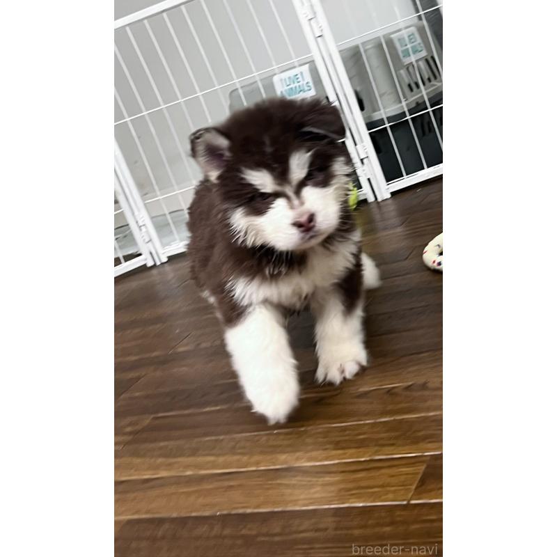 販売中の東京都のアラスカンマラミュート-430943の7枚目