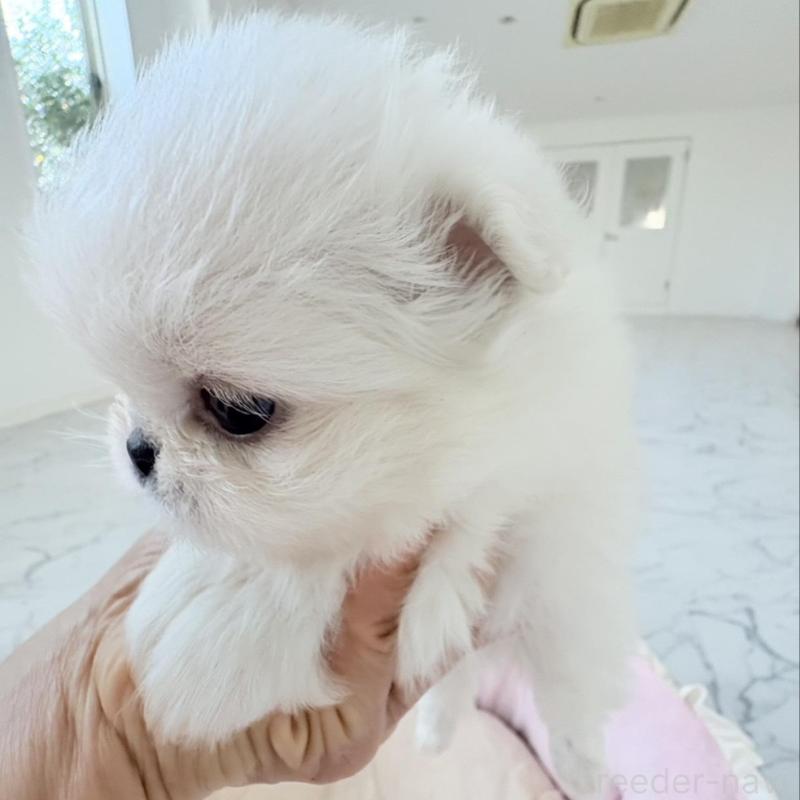 販売中の愛知県のミックス犬-432797の9枚目