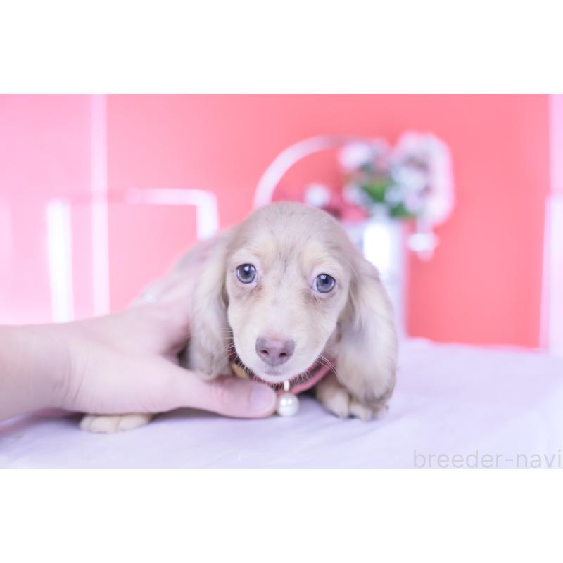 販売中の愛知県のカニンヘンダックスフンド(ロングヘアード)-422278の12枚目