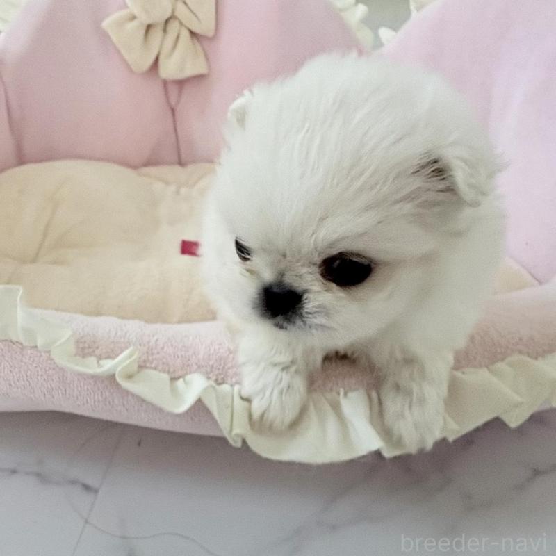 販売中の愛知県のミックス犬-432797の8枚目