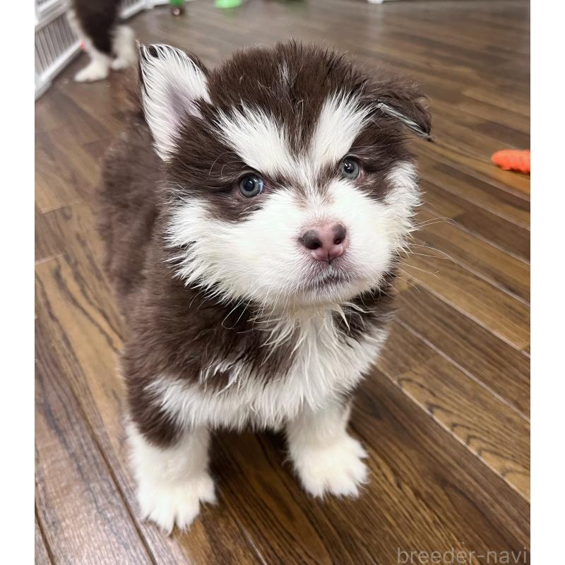 販売中の東京都のアラスカンマラミュート-430943