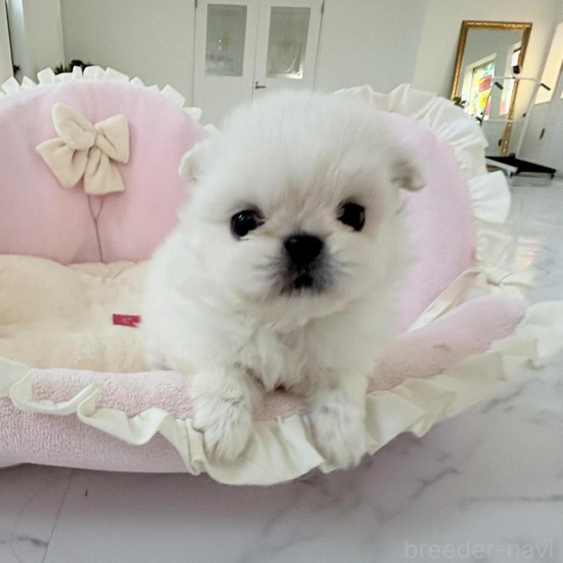 販売中の愛知県のミックス犬-432797の7枚目