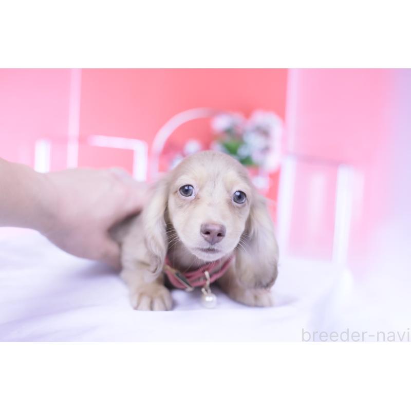 販売中の愛知県のカニンヘンダックスフンド(ロングヘアード)-422278の10枚目