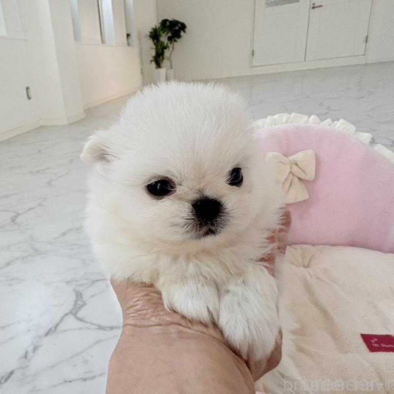 販売中の愛知県のミックス犬-432797の6枚目