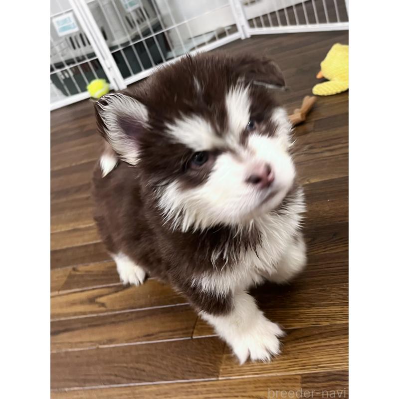 販売中の東京都のアラスカンマラミュート-430943の6枚目