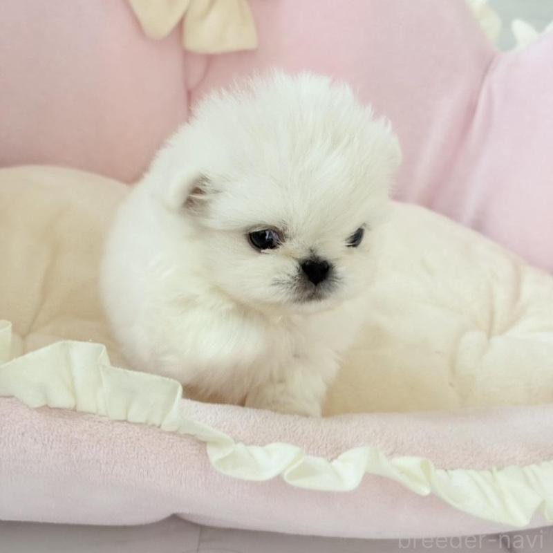 販売中の愛知県のミックス犬-432797の5枚目