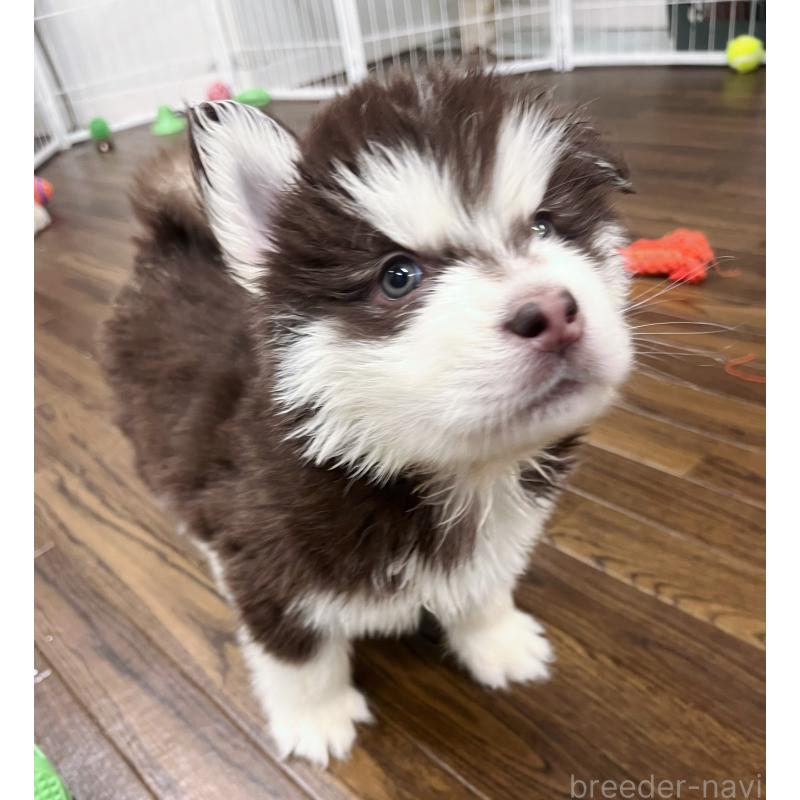 販売中の東京都のアラスカンマラミュート-430943の5枚目