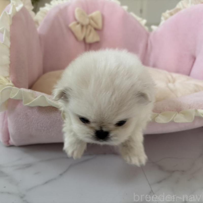 販売中の愛知県のミックス犬-432797の4枚目