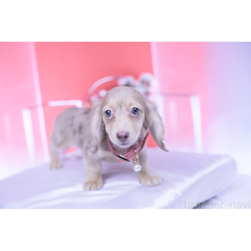 販売中の愛知県のカニンヘンダックスフンド(ロングヘアード)-422278の7枚目