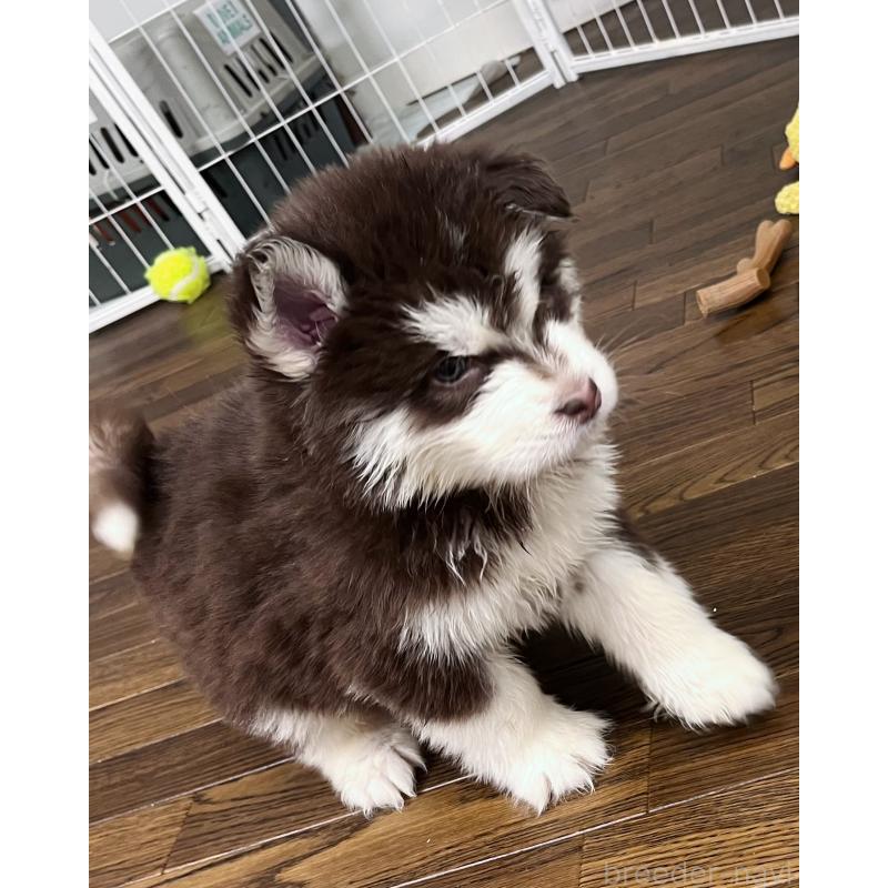 販売中の東京都のアラスカンマラミュート-430943の4枚目