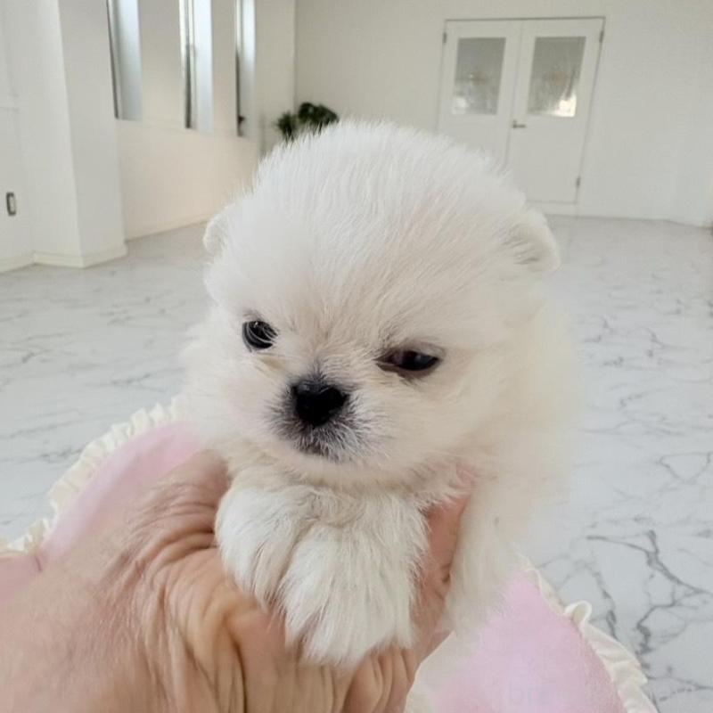 販売中の愛知県のミックス犬-432797の3枚目