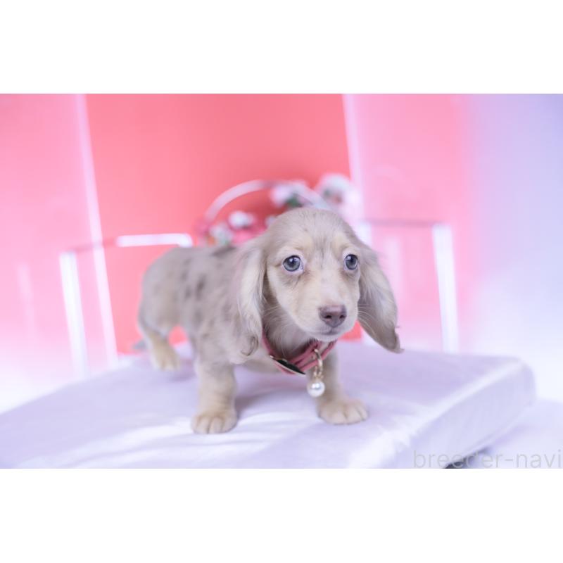 販売中の愛知県のカニンヘンダックスフンド(ロングヘアード)-422278の6枚目