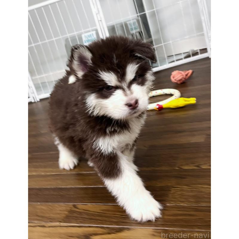 販売中の東京都のアラスカンマラミュート-430943の3枚目