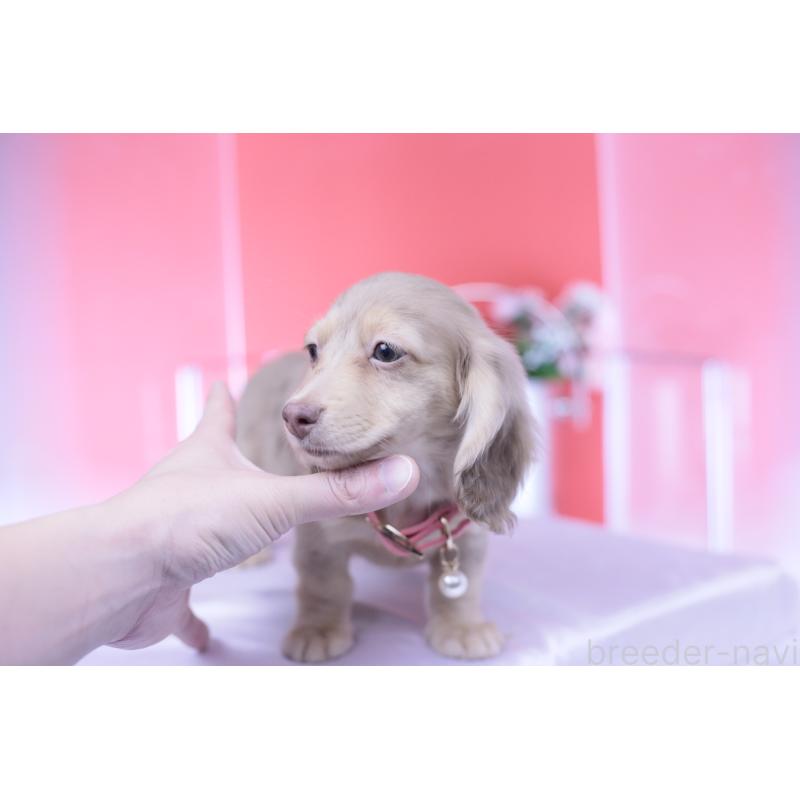 販売中の愛知県のカニンヘンダックスフンド(ロングヘアード)-422278の5枚目