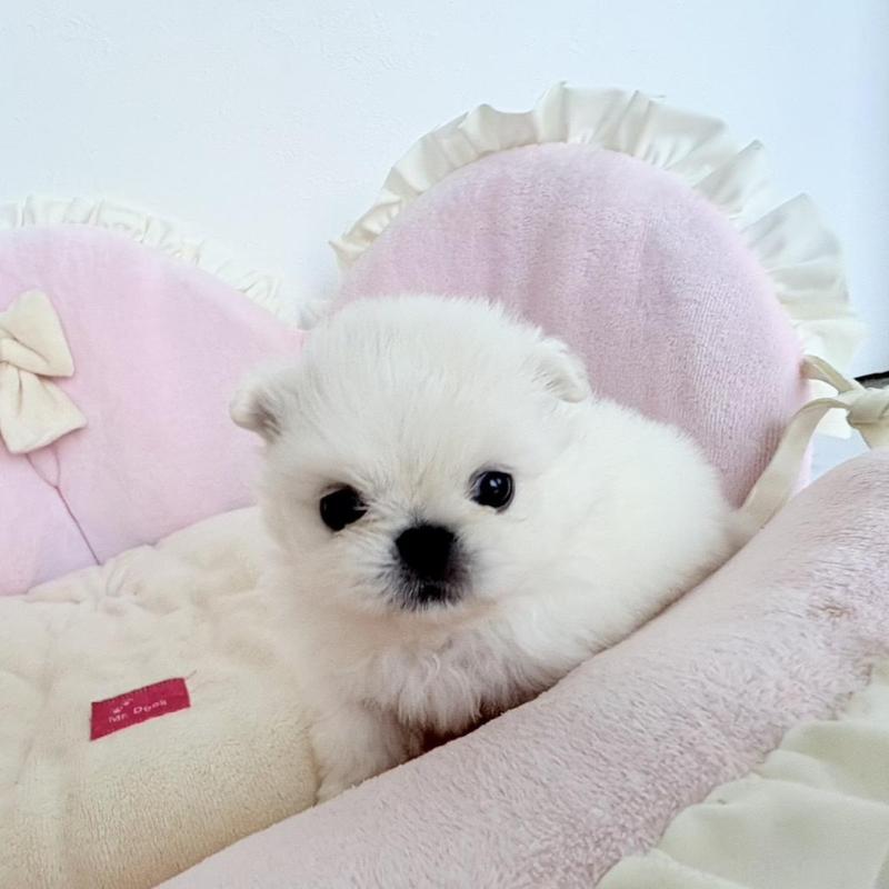 販売中の愛知県のミックス犬-432797の2枚目