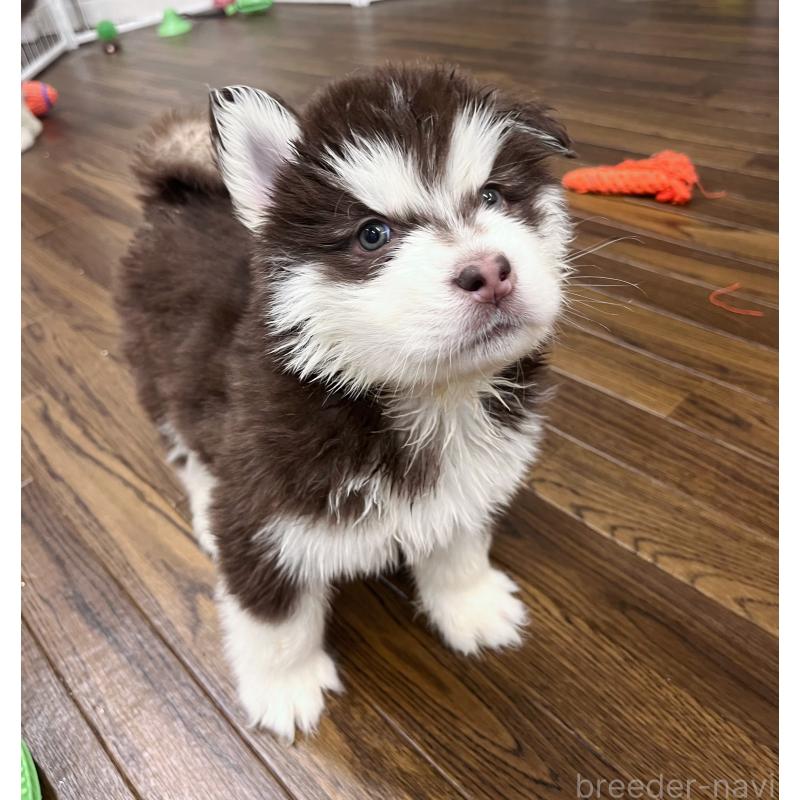 販売中の東京都のアラスカンマラミュート-430943の2枚目