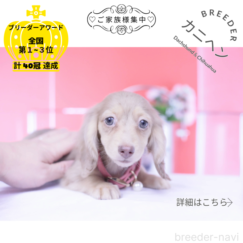 販売中の愛知県のカニンヘンダックスフンド(ロングヘアード)-422278