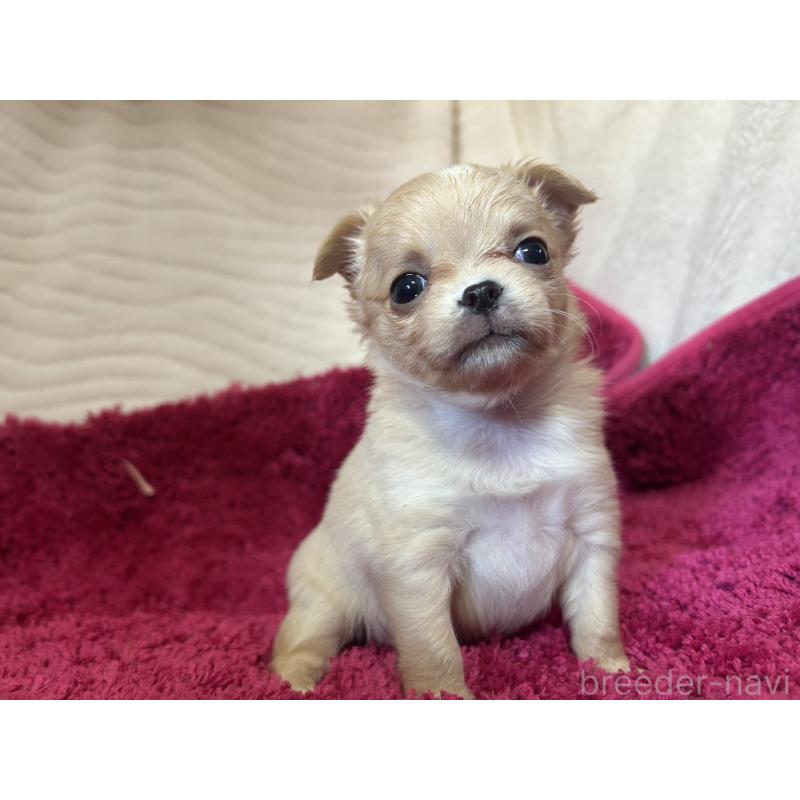 販売中の京都府のチワワ(ロングコート)-432798