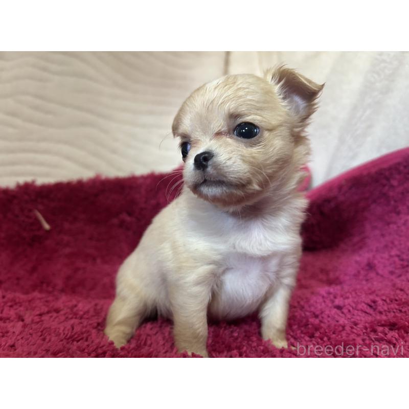 販売中の京都府のチワワ(ロングコート)-432798の5枚目