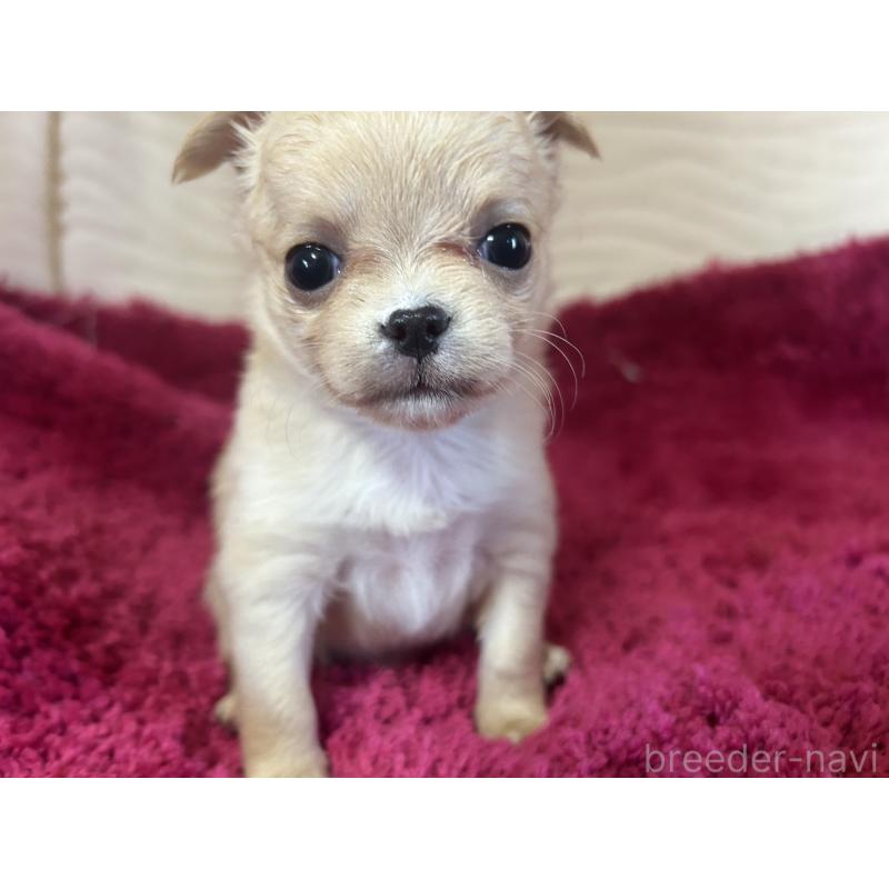 販売中の京都府のチワワ(ロングコート)-432798の4枚目