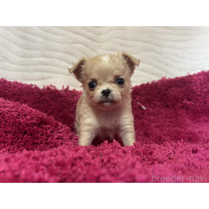 販売中の京都府のチワワ(ロングコート)-432798の3枚目