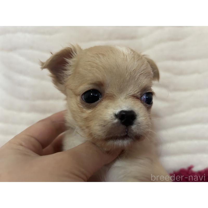 販売中の京都府のチワワ(ロングコート)-432798の2枚目