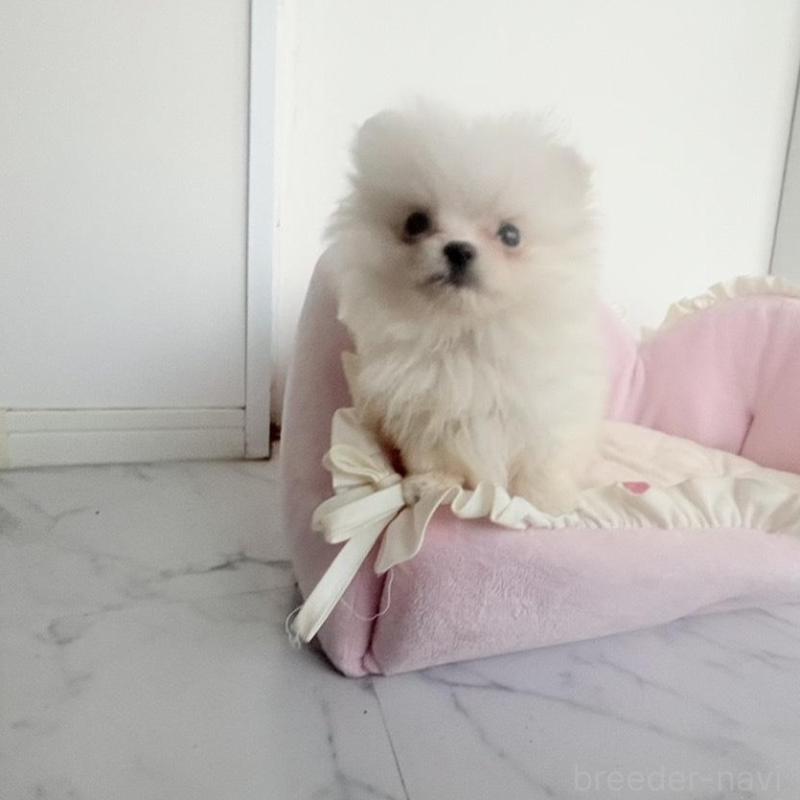 販売中の愛知県のミックス犬-432799の9枚目