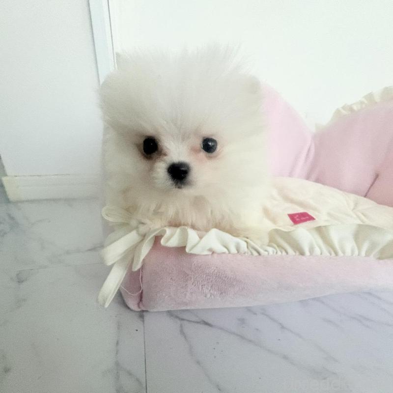 販売中の愛知県のミックス犬-432799の8枚目