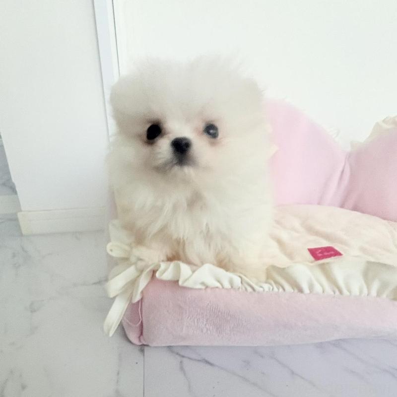 販売中の愛知県のミックス犬-432799の7枚目