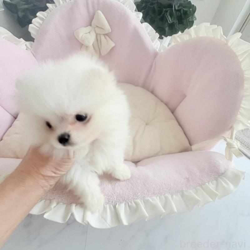 販売中の愛知県のミックス犬-432799の6枚目