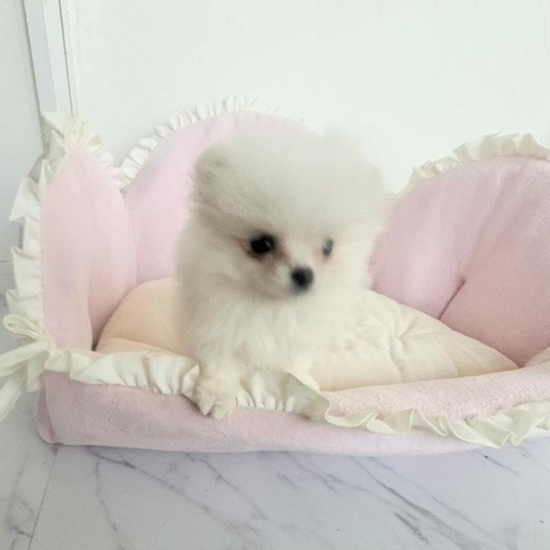 販売中の愛知県のミックス犬-432799の5枚目