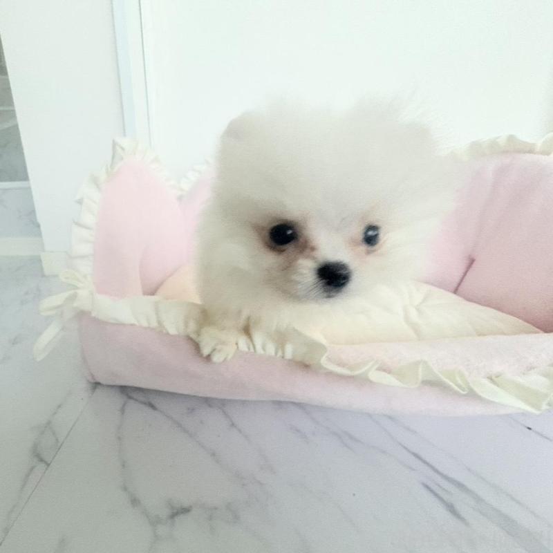 販売中の愛知県のミックス犬-432799の4枚目