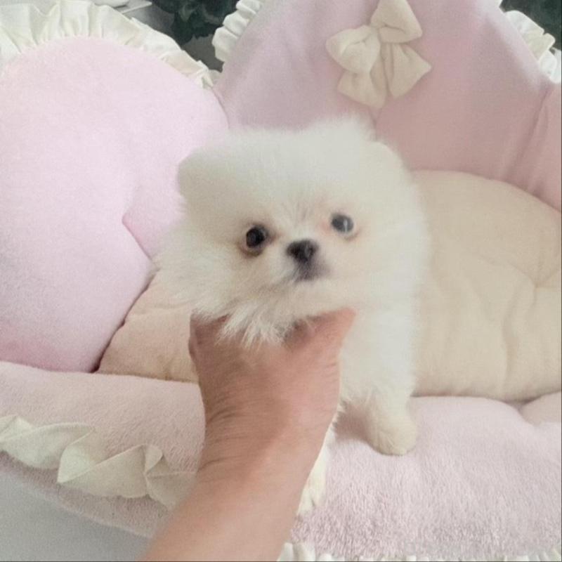 販売中の愛知県のミックス犬-432799