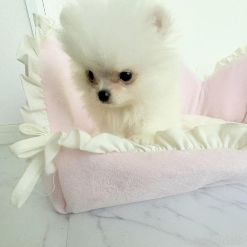 販売中の愛知県のミックス犬-432799の3枚目