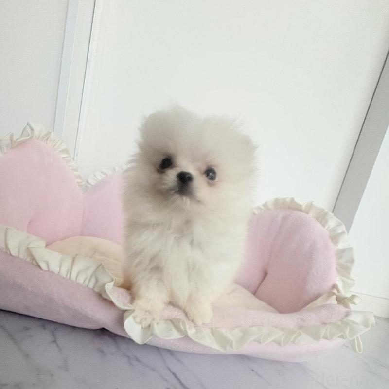 販売中の愛知県のミックス犬-432799の2枚目