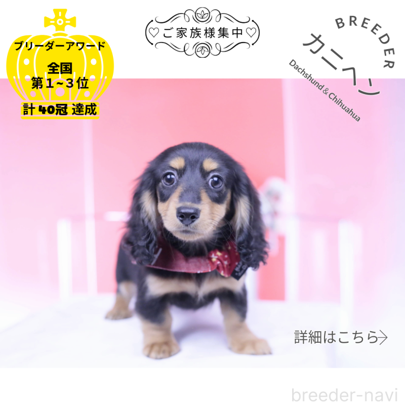 販売中の愛知県のカニンヘンダックスフンド(ロングヘアード)-421661