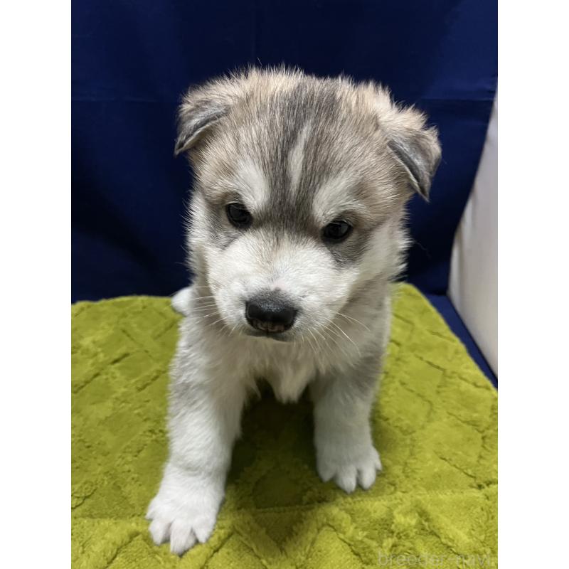 販売中の富山県のシベリアンハスキー-432800の7枚目