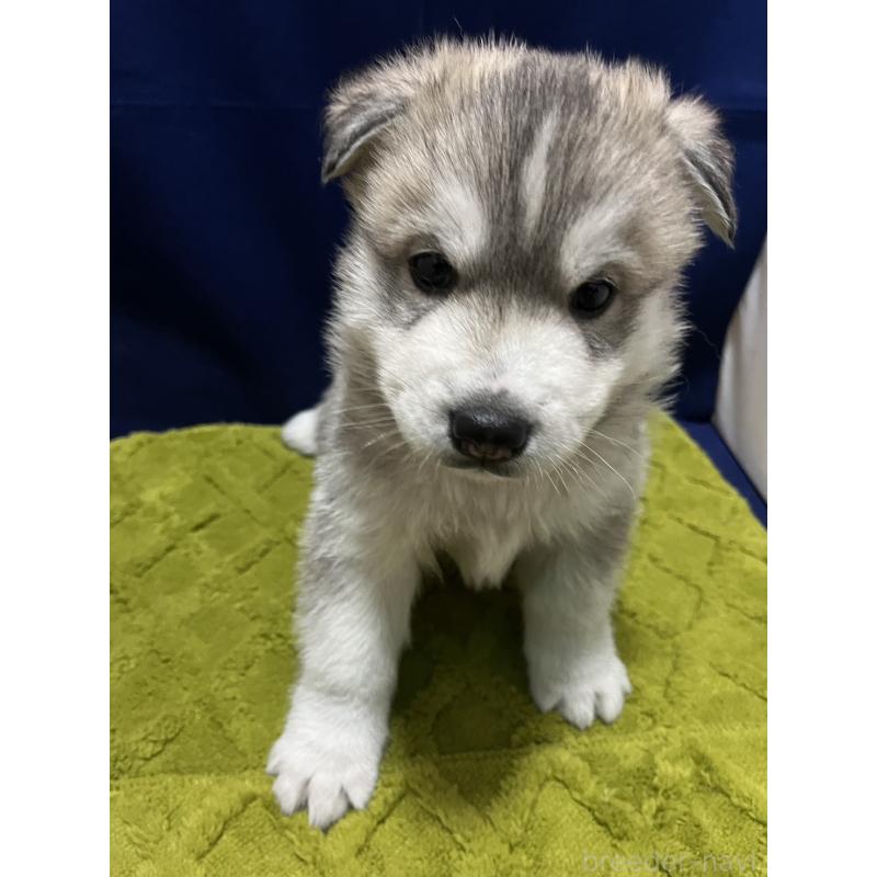 販売中の富山県のシベリアンハスキー-432800